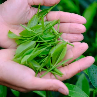 Trà mới hái
